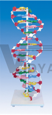 The model of DNA structure (1part)